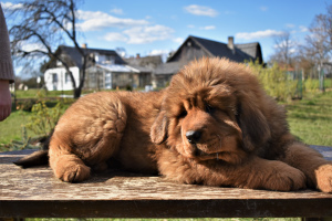 Photo №2 to announcement № 6361 for the sale of tibetan mastiff - buy in Latvia private announcement
