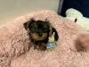 Photo №3. Yorkshire Terrier Puppies. United Kingdom