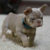 Photo №1. french bulldog - for sale in the city of Luton | 380$ | Announcement № 125621