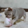 Photo №2 to announcement № 125621 for the sale of french bulldog - buy in United Kingdom 