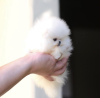 Photo №4. I will sell pomeranian in the city of Los Angeles. private announcement - price - 300$