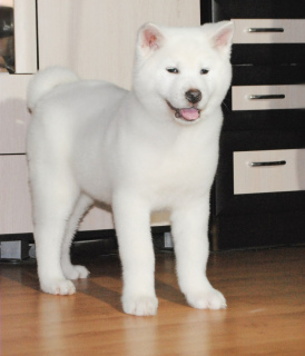 Photo №2 to announcement № 4942 for the sale of akita - buy in Russian Federation breeder