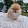 Photo №1. pomeranian - for sale in the city of Dekani | negotiated | Announcement № 125451