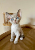 Photo №1. devon rex - for sale in the city of Munich | Is free | Announcement № 109731