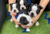 Photo №3. Adorable Boston Terrier Puppies for free adoption. Germany