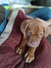 Photo №1. dogue de bordeaux - for sale in the city of Berlin | Is free | Announcement № 125186