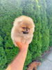 Additional photos: Pomerania of the highest quality