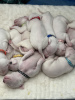 Photo №2 to announcement № 98593 for the sale of dogo argentino - buy in United States private announcement, breeder