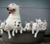 Photo №1. bull terrier - for sale in the city of Stockholm | negotiated | Announcement № 113185