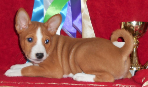 Photo №4. I will sell basenji in the city of Voronezh. breeder - price - 732$
