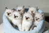 Photo №1. birman - for sale in the city of Berlin | Is free | Announcement № 101593