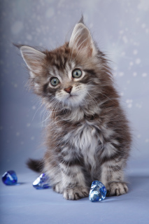 Photo №1. maine coon - for sale in the city of St. Petersburg | 713$ | Announcement № 5517