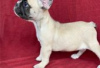 Photo №1. french bulldog - for sale in the city of Berlin | Is free | Announcement № 126911