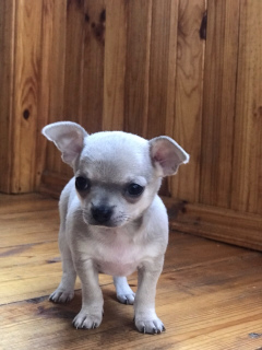 Photo №2 to announcement № 3005 for the sale of chihuahua - buy in Ukraine private announcement