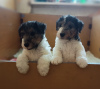 Photo №1. wire fox terrier - for sale in the city of Dzerzhinsk | negotiated | Announcement № 11455