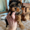 Photo №3. Beautiful Yorkshire Terrier puppies for sale. Germany