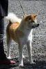 Photo №2 to announcement № 106525 for the sale of akita - buy in Serbia 