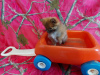 Photo №2 to announcement № 44780 for the sale of pomeranian - buy in Germany 