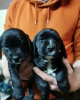 Photo №2 to announcement № 18204 for the sale of english cocker spaniel - buy in Ukraine 