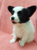 Photo №2 to announcement № 17278 for the sale of papillon dog - buy in Russian Federation private announcement
