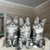 Photo №2 to announcement № 115747 for the sale of maine coon - buy in Germany 