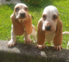 Photo №3. Pedigree Basset Hound puppies for sale!. Norway