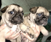 Additional photos: french bulldog puppies