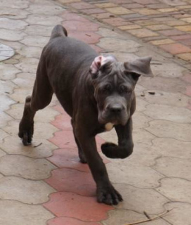 Additional photos: Cane Corso puppies for sale