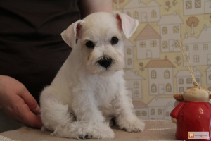 Photo №2 to announcement № 456 for the sale of schnauzer - buy in Russian Federation breeder