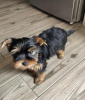 Photo №2 to announcement № 46187 for the sale of yorkshire terrier - buy in Germany private announcement