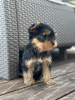 Photo №2 to announcement № 120405 for the sale of yorkshire terrier - buy in Serbia 