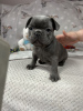 Photo №2 to announcement № 112303 for the sale of french bulldog - buy in United States private announcement