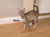 Photo №1. savannah cat - for sale in the city of Omsk | 4$ | Announcement № 12219