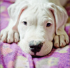 Photo №1. dogo argentino - for sale in the city of Москва | negotiated | Announcement № 9444