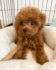 Photo №1. poodle (toy) - for sale in the city of Crocus Hill | negotiated | Announcement № 39135