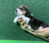 Photo №4. I will sell beagle in the city of Kursk. from nursery - price - 405$