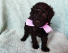 Photo №2 to announcement № 43430 for the sale of poodle (dwarf) - buy in Belarus private announcement