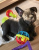 Photo №3. French Bulldog puppies for sale. Ukraine