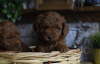 Additional photos: Toy poodle