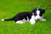 Photo №3. Adorable Border Collie puppies for free adoption. Germany