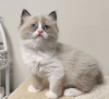 Photo №1. ragdoll - for sale in the city of Франкфурт-на-Майне | negotiated | Announcement № 93598