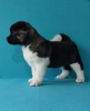 Photo №3. American Akita puppies. Serbia