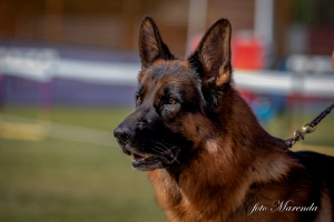 Photo №4. I will sell german shepherd in the city of Kaliningrad.  - price - 455$