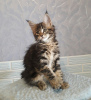 Photo №1. maine coon - for sale in the city of St. Petersburg | negotiated | Announcement № 9401