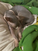 Additional photos: Stunning Bicolor Canadian Sphynx Male