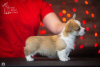 Photo №3. Very beautiful Pembroke Welsh Corgi puppy for sale. Switzerland