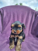 Photo №3. Yorkshire Terrier puppies. Serbia