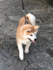 Additional photos: I am selling Japanese Akita puppies