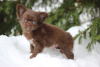 Photo №1. chihuahua - for sale in the city of St. Petersburg | 325$ | Announcement № 95024