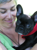 Additional photos: French bulldog puppies.